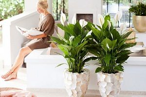 Квіти «Жіноче щастя» і «Чоловіче щастя»: прикмети, фото і магічні властивості