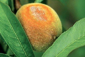 Персик: грамотні посадка та вирощування, правила догляду