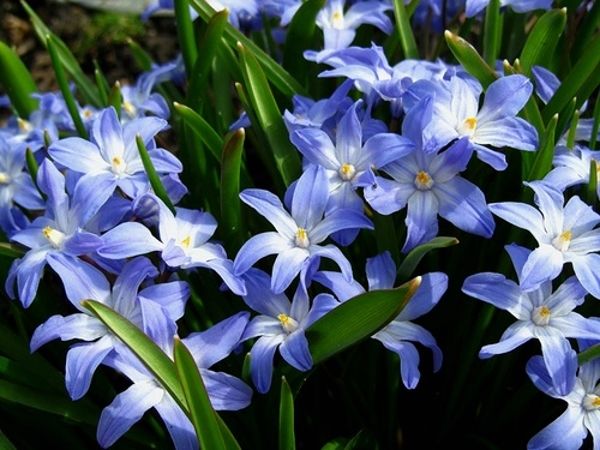 Цибулинні багаторічні садові квіти — фото та назви рослин