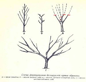 Формування крони абрикоса: особливості росту дерева і нюанси обрізки