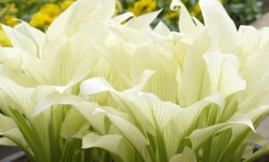 Чарівна хоста: правила посадки та догляду у відритому грунті і способи розмноження