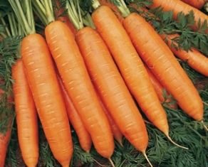 Популярні сорти моркви для тривалого зберігання: опис і приклади