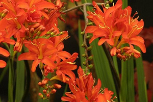 Монтбреция – шафрановий аромат або невизнаний гладіолус