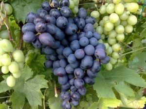 Високоврожайний виноград «Захват»: докладний опис сорту з фото, нюанси вирощування та відгуки садівників