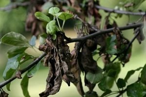 Яблуня Чемпіон: фото та опис високоврожайного сорту