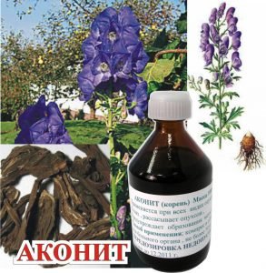 Дуже отруйний квітка Аконіт — види, фото і застосування в медицині