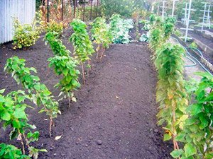 Як правильно садити малину навесні — вибір сорту і строки посадки