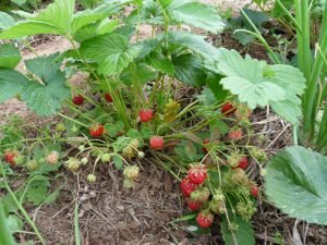 Суниця «Барон Солемахер»: опис, відгуки та поради досвідчених дачників по вирощуванню ягід з насіння