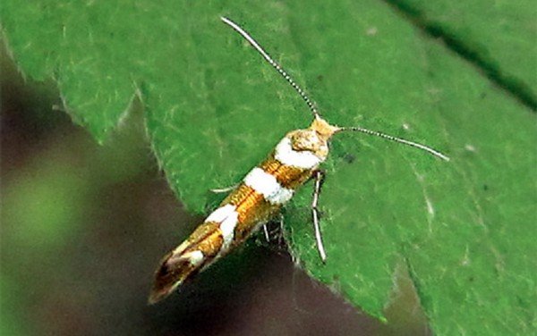 Мінуюча міль: представляємо портрети шкідників