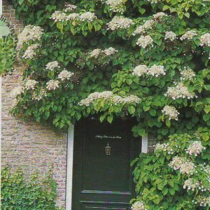 Багаторічні ліани для прикраси саду та дому: барвисті фото, назви та опис видів