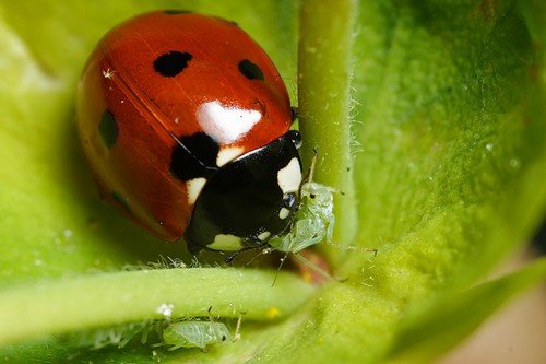 Боротьба з попелиць народними засобами – готуємо дієві препарати за перевіреними рецептами