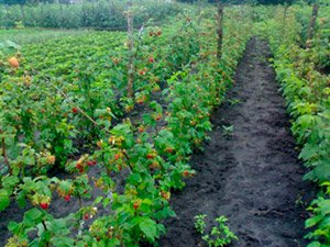 Як правильно садити малину навесні — вибір сорту і строки посадки