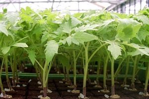 Томат «Благовіст»: характеристика, опис сорту і секрети підвищення врожайності томатів