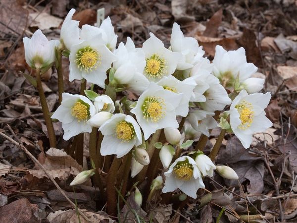 Як зробити красиву клумбу з багаторічників: ідеї, підбір кольорів, покрокова інструкція, схеми та фото