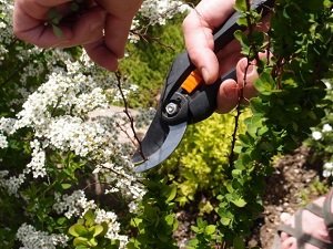 Потрібно обрізати багаторічні квіти на зиму: рекомендації по догляду, фото і відео