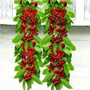 Колоновидна черешня — вирощування, посадка і догляд