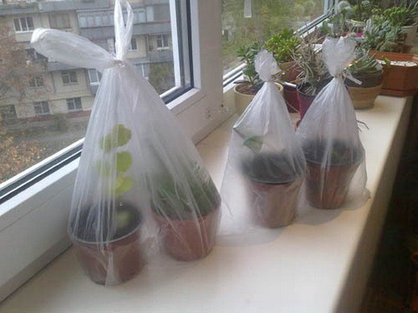 Павутина на троянді – причини і методи позбавлення