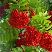 Як лікувати анемію народними засобами?