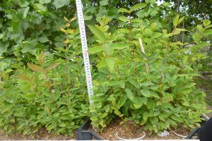 Які сорти жимолості найкраще підходять для Уралу: назви та опис видів, нюанси посадки та догляду