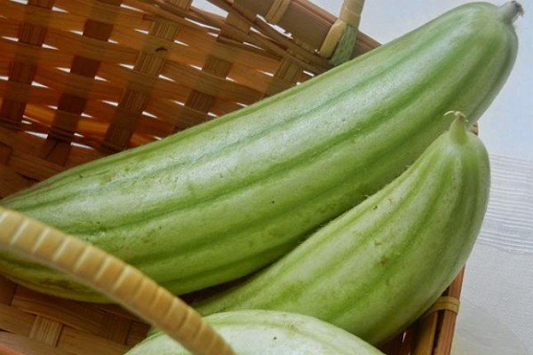 Диня срібляста (вірменський огірок) — вирощуємо в городі незвичайний фрукто овоч