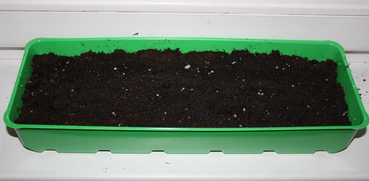 Домашня полуниця: вирощуємо за 10 кроків