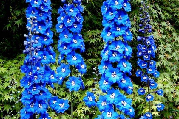 Як виростити багаторічник для дачі, цвіте все літо: особливості посадки і догляду, фото і відео інструкція