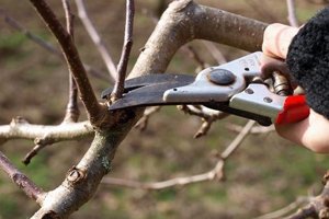 Російська зливу (алича гібридна) — диплоїдний вид з відмінною пристосовністю