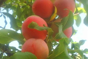 Персикова зливу — красивий швидкорослий сорт з дуже смачними і корисними плодами