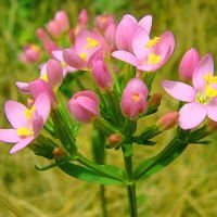 Як лікувати анемію народними засобами?