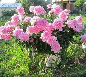 Високорослі багаторічні садові квіти: фото та назви рослин, поради по догляду