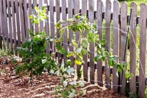 Особливості вирощування та догляду малини сорту здоровань