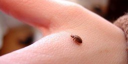 Меблеві клопи (фото) як позбутися і вивести самостійно