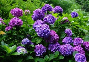 Багаторічники, квітучі восени: різновиди, особливості догляду, фото з назвами і відео