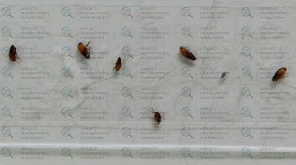 Адвантікс ® краплі для кішок, інструкція та протипоказання