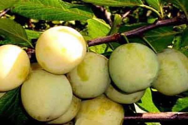 Популярні сорти жовтих слив для посадки та вирощування на дачній ділянці: фотогалерея з описом