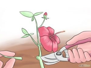 Китайська троянда (або Гібіскус) — догляд в домашніх умовах за кімнатної красунею