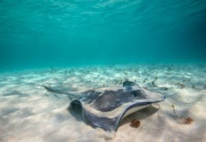 Сонник Скат(Риба) морський поза бачити до чого сниться?