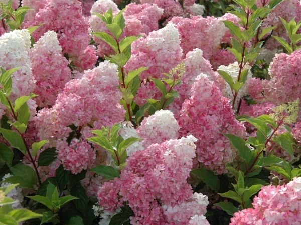 Тіньолюбні садові квіти багаторічники: фото та назви рослин, поради по догляду