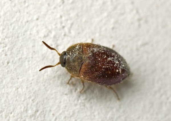 Маленькі коричневі жучки в квартирі – позбавляємося