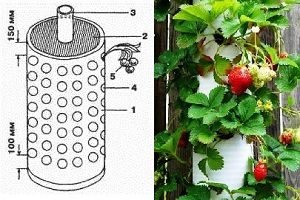 Вирощування полуниці в трубах ПВХ вертикально