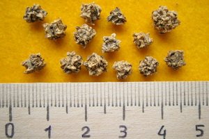 Вирощування буряків в Підмосковї: кращі сорти для відкритого ґрунту