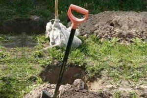 Вишня Малятко — опис сорту та відгуки