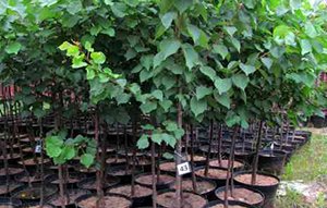 Абрикос: усе найважливіше та найцікавіше про абрикосах