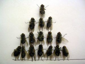 Сонник Рій Мух в будинку у сні бачити до чого сняться?