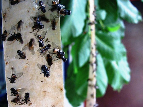 Як позбутися від мух народними засобами: пастки і репеленти