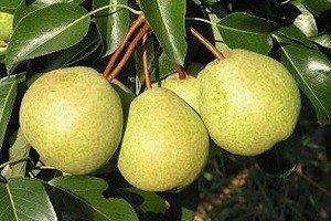 Популярні осінні сорти груш Бере Боск, Московська, Вірна і Россошанская: характерні особливості плодів