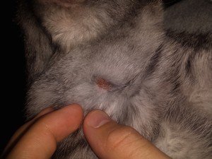 Як позбутися бліх у кошеняти різного віку будинку, самому