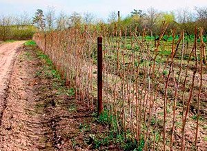 Як правильно садити малину навесні — вибір сорту і строки посадки