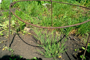 Тамарикс – витончена прикраса