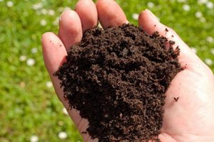 Російська зливу (алича гібридна) — диплоїдний вид з відмінною пристосовністю